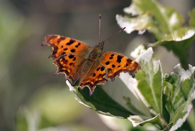 Comma Butterfly on White Blossom - Polygonia C-Album 14
