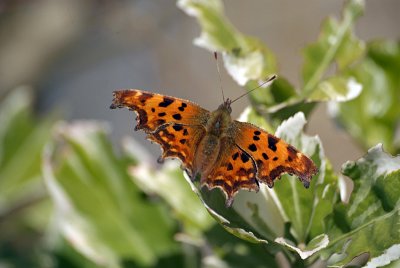 Comma Butterfly on White Blossom - Polygonia C-Album 15