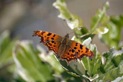 Comma Butterfly on White Blossom - Polygonia C-Album 16