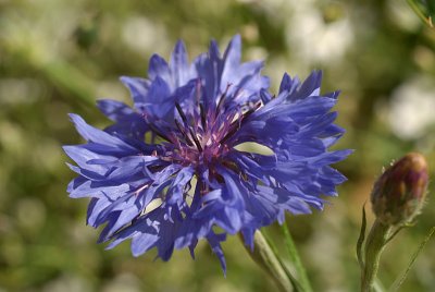 Cornflower - Centaurea Cyanus