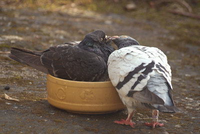 Courting Pigeons