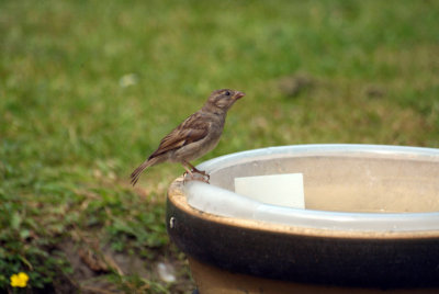 Female House Sparrow - Passer Domesticus