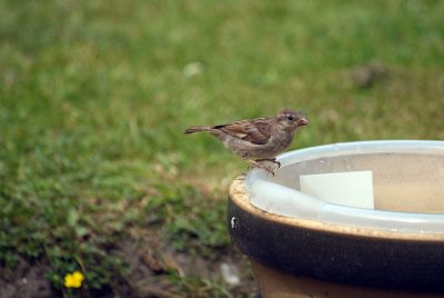 Female House Sparrow - Passer Domesticus 02
