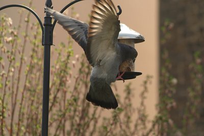 Feral Pigeon at Seed Feeder
