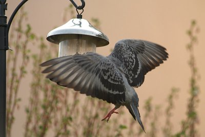 Feral Pigeon at Seed Feeder 02