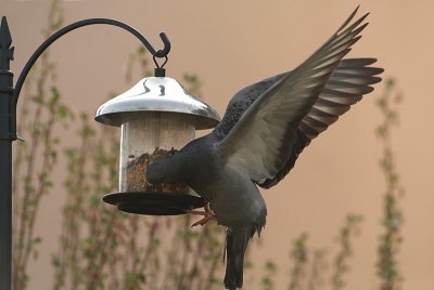 Feral Pigeon at Seed Feeder 03
