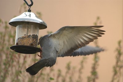 Feral Pigeon at Seed Feeder 04
