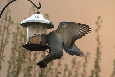 Feral Pigeon at Seed Feeder 05