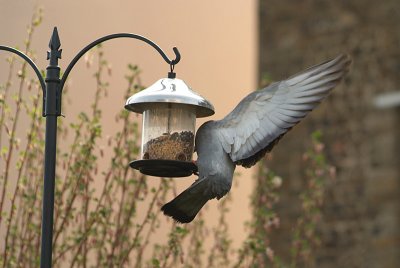 Feral Pigeon at Seed Feeder 07