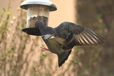 Feral Pigeon at Seed Feeder 08