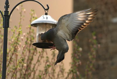 Feral Pigeon at Seed Feeder 09
