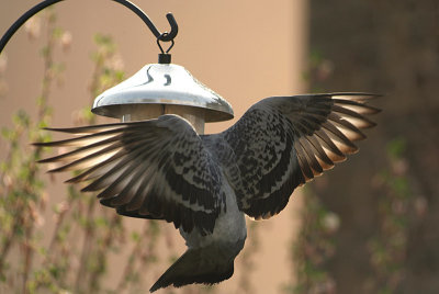 Feral Pigeon at Seed Feeder 10