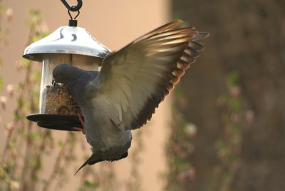 Feral Pigeon at Seed Feeder 11