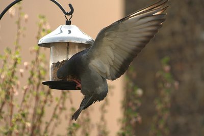 Feral Pigeon at Seed Feeder 12