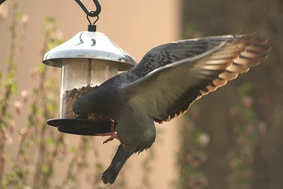 Feral Pigeon at Seed Feeder 13