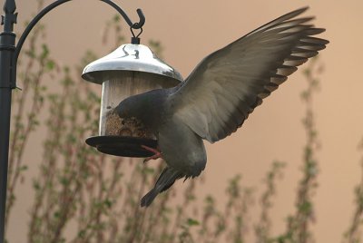 Feral Pigeon at Seed Feeder 14