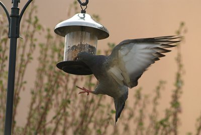 Feral Pigeon at Seed Feeder 15