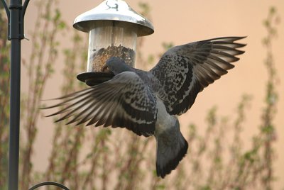 Feral Pigeon at Seed Feeder 16