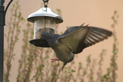 Feral Pigeon at Seed Feeder 17