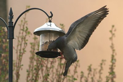 Feral Pigeon at Seed Feeder 18