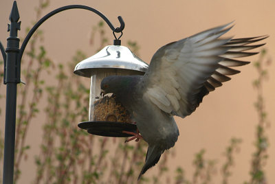 Feral Pigeon at Seed Feeder 19