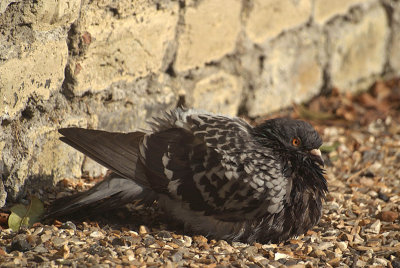 Feral Pigeon Drying on the Floor
