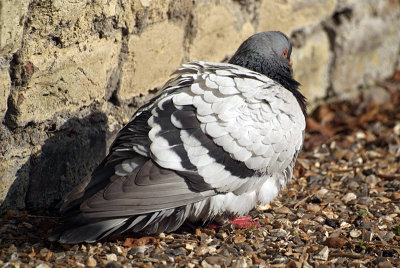 Feral Pigeon Drying on the Floor 02