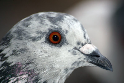 Feral Pigeon in Profile.jpg
