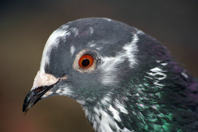Feral Pigeon in Profile 03