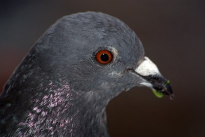 Feral Pigeon in Profile 02
