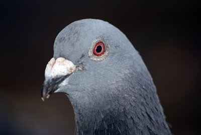 Feral Pigeon Three-Quarters .jpg