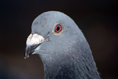 Feral Pigeon Three-Quarters