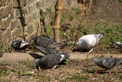 Feral Pigeons Foraging for Food
