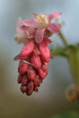 Flowering Currant Blossom
