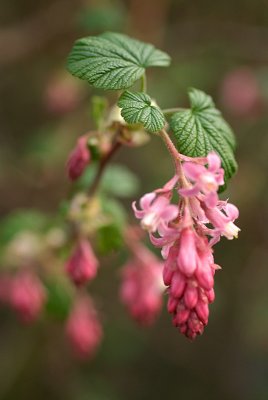Flowering Currant Blossom 03