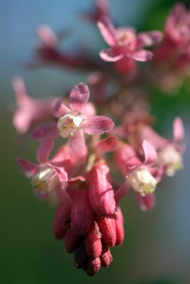 Flowering Currant Blossom 04