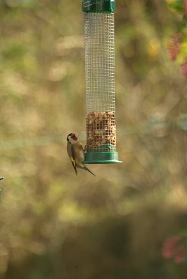 Goldfinch at Peanuts