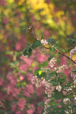 Greenfinch on Flowering Currant