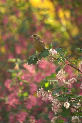 Greenfinch on Flowering Currant 02