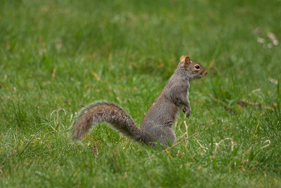 Grey Squirrel 22