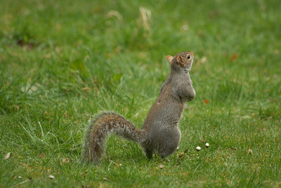 Grey Squirrel 23