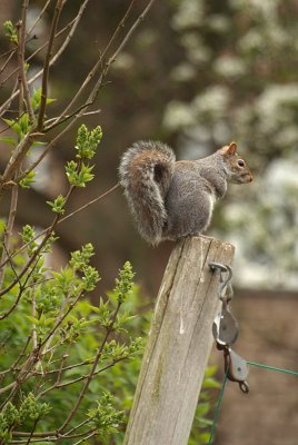 Grey Squirrel 25