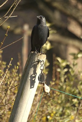 Jackdaw - Corvus Monedula 07