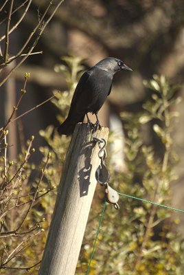 Jackdaw - Corvus Monedula 09