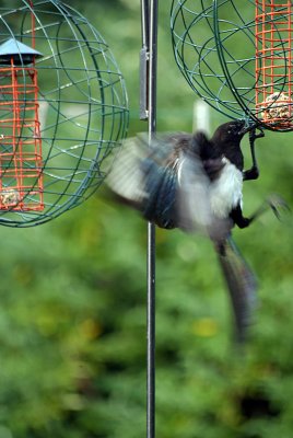 Magpie Feeding - Pico Pico