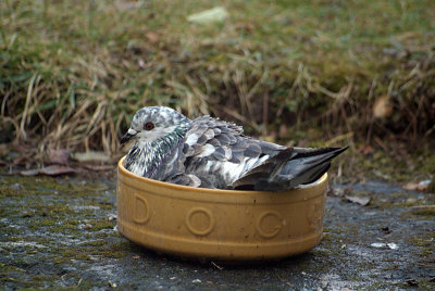 Feral Pigeon in Bird Bath