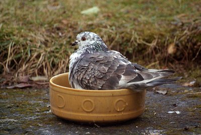 Feral Pigeon in Bird Bath 03