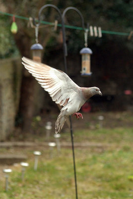 Feral Pigeon in Flight