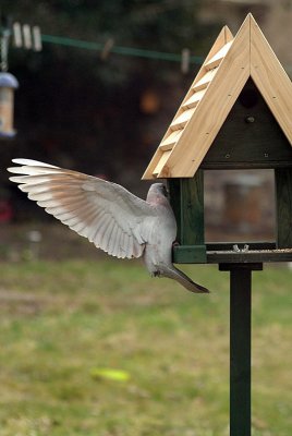 Feral Pigeon on Bird Table 02
