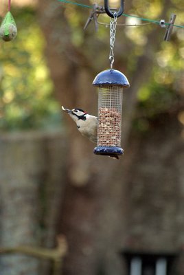 Greater Spotted Woodpecker on Peanuts